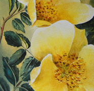 Helen Anne Hillson - Yellow Rose